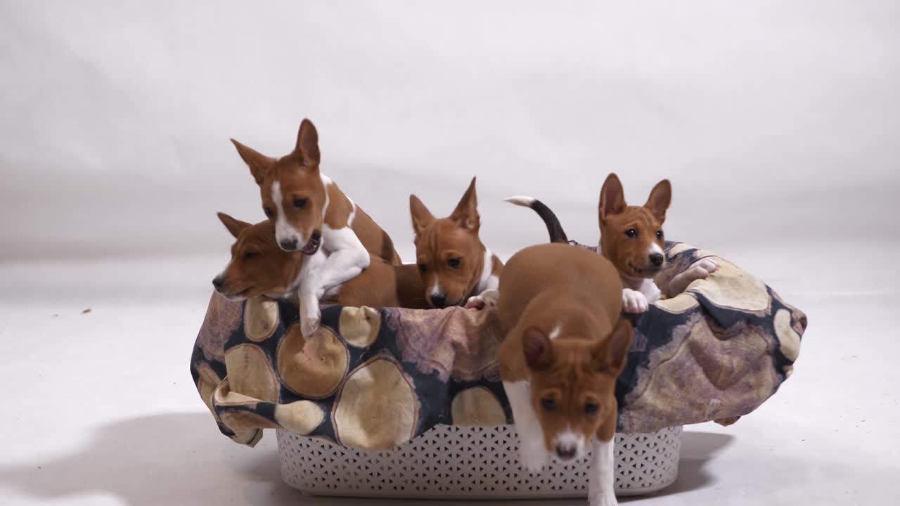 grupo de encantador dulce lindo basenji cachorro sentarse y jugar en la canasta saltar a la cámara lenta