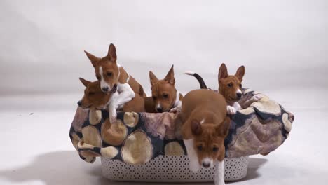 group of lovely sweet cute basenji puppy dog sit and play in basket jump out slow motion