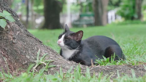 cat in the lumpini park, bangkok.