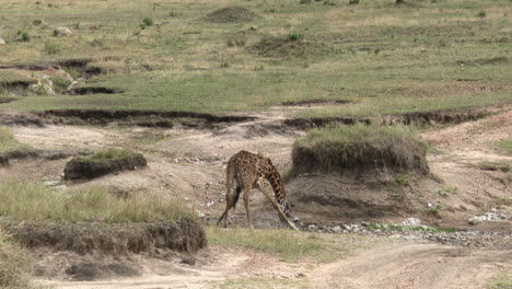 Giraffe--male-drinking-from-a-small-stream