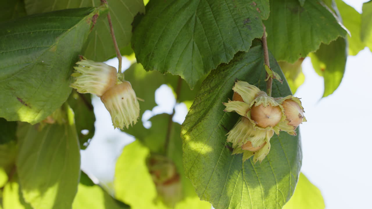 Closeup ripe hazelnuts on hazel tree bunch in garden growing raw nuts harvest time natural food