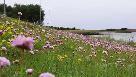 wind blowing in a field of purple flowers by the sea and seagull passing in the background static footage slow motion