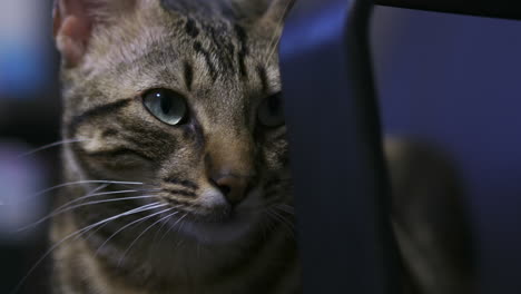 cat sitting happily on a chair.