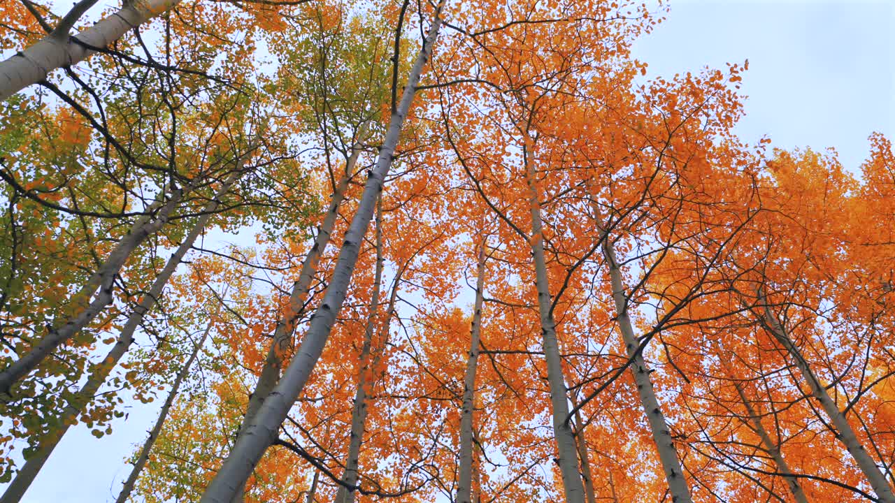 Crested Butte Telluride Aspen Snowmass Breckenridge Minturn Vail Rocky Mountains Kebler Pass Colorado aerial drone Autumn Fall dense golden colorful aspen trees grove forest cloudy morning circle pan