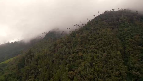 dense forest in the cocora valley covered with fog