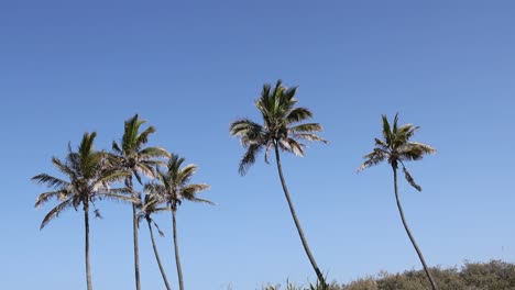 A sequence of palm trees against a clear blue sky