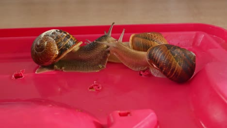 three snails checking each other