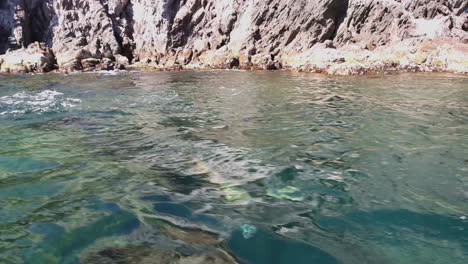 Beautiful-shot-of-sea-lions-swimming-and-jumping-out-of-ocean-in-Baja-California-Mexico-1