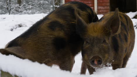 two pigs looking for food in the snow with one of them oinking at the camera