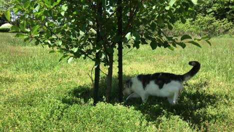 male cat smelling the ground under a young cherry tree