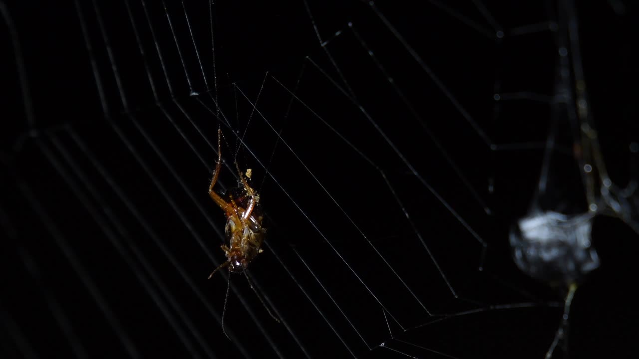 una cucaracha colgada de una telaraña, se libera y cae para escapar de su muerte, otra esperando a la derecha para ser devorada ya que se cubre con seda