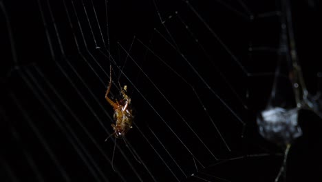 a cockroach hanging on a spider's web, frees itself and falls to escape from its demise, another one waiting on the right to be eaten as it is covers with silk