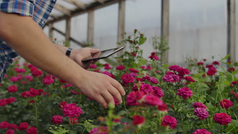 Close-up-of-hands-of-a-farmer-businessman-touching-the-roses-and-use-your-fingers-to-tap-on-the-tablet-screen.-Checking-the-state-of-flowers-for-the-crop-database.