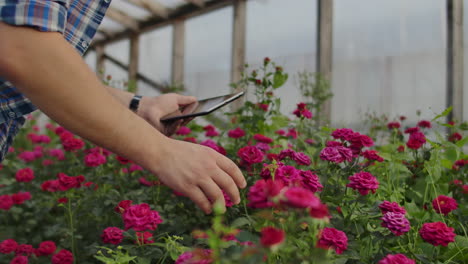 primer plano de las manos de un agricultor empresario tocando las rosas y usar los dedos para hacer clic en la pantalla de la tableta. comprobar el estado de las flores para la base de datos de cultivos.