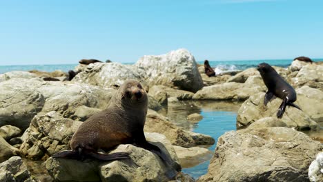 Grupo-De-Focas-Tomando-Sol-En-Una-Costa-Rocosa-En-Nueva-Zelanda,-Cámara-Lenta-60fps