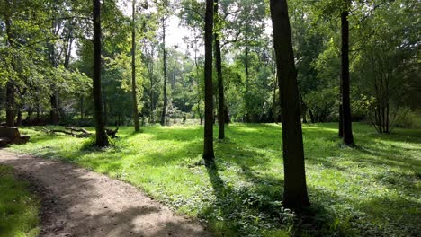 path leading through the park through trees and benches