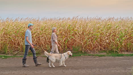 farmers walking their dog in a cornfield