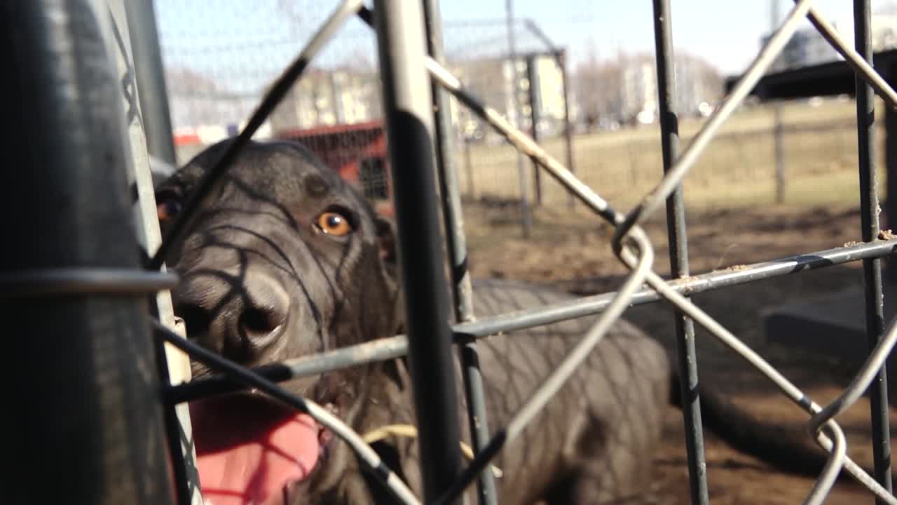 Mittelgroßer schwarzer Hund steht in einem umzäunten Gehege mit einem kleinen Unterstand, aufgenommen durch einen Maschendrahtzaun in einer städtischen Außenumgebung mit Gebäuden im Hintergrund.