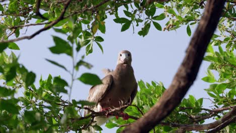 un booby de patas rojas en un árbol al sol en la pequeña isla caimán en las islas caimán