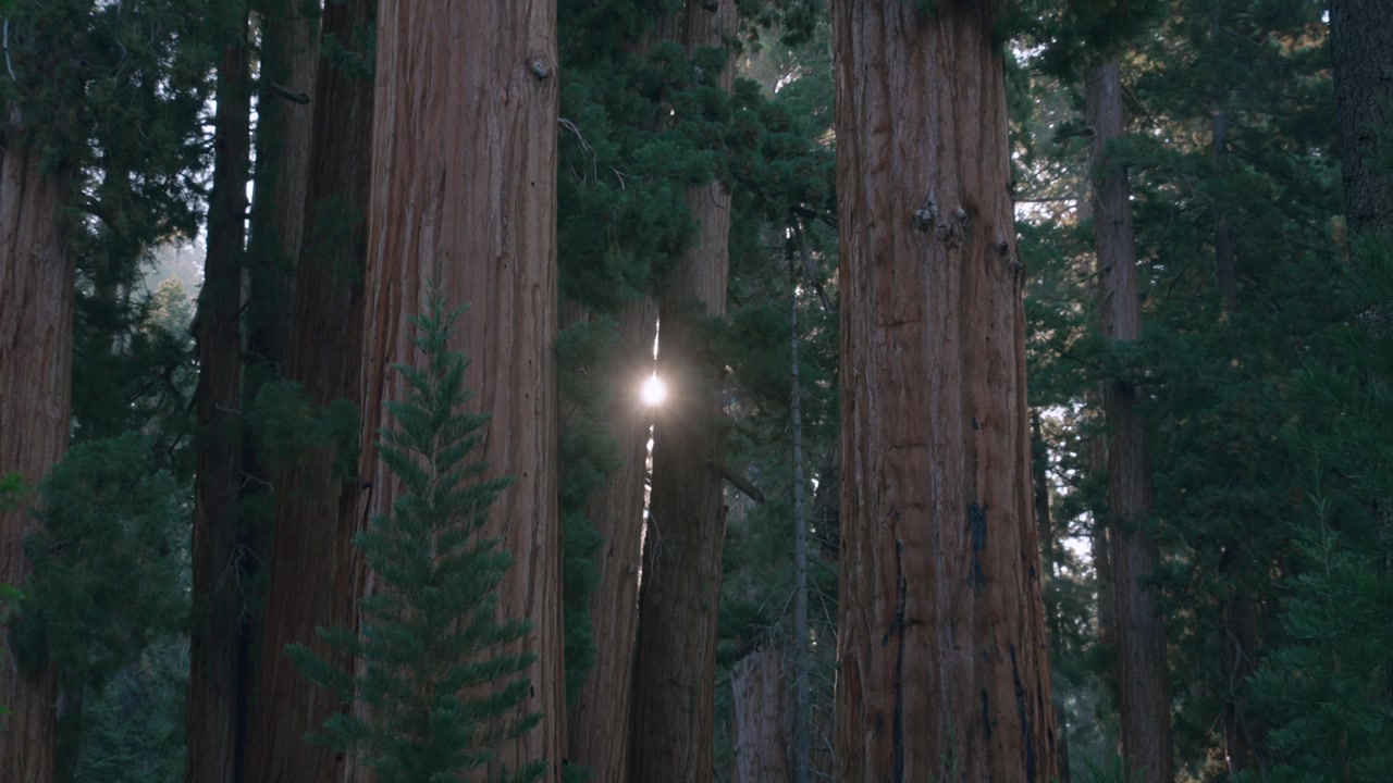La luce del sole filtra attraverso un boschetto misto di pini e sequoie nella foresta.