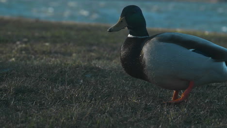 primer plano de 4k de un pato sueco en un campo de hierba