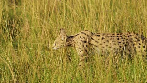 Toma-En-Cámara-Lenta-De-Serval-De-Gato-Salvaje-Cazando-En-Hierba-Alta,-Cubierta-Baja,-Merodeando,-Fauna-Africana-En-La-Reserva-Nacional-De-Masai-Mara,-Kenia,-Animales-De-Safari-De-áfrica-En-La-Conservación-Del-Norte-De-Masai-Mara