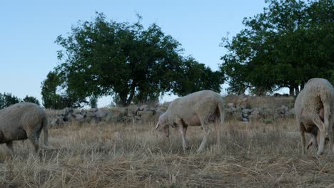 Sheep-Grazing-Field