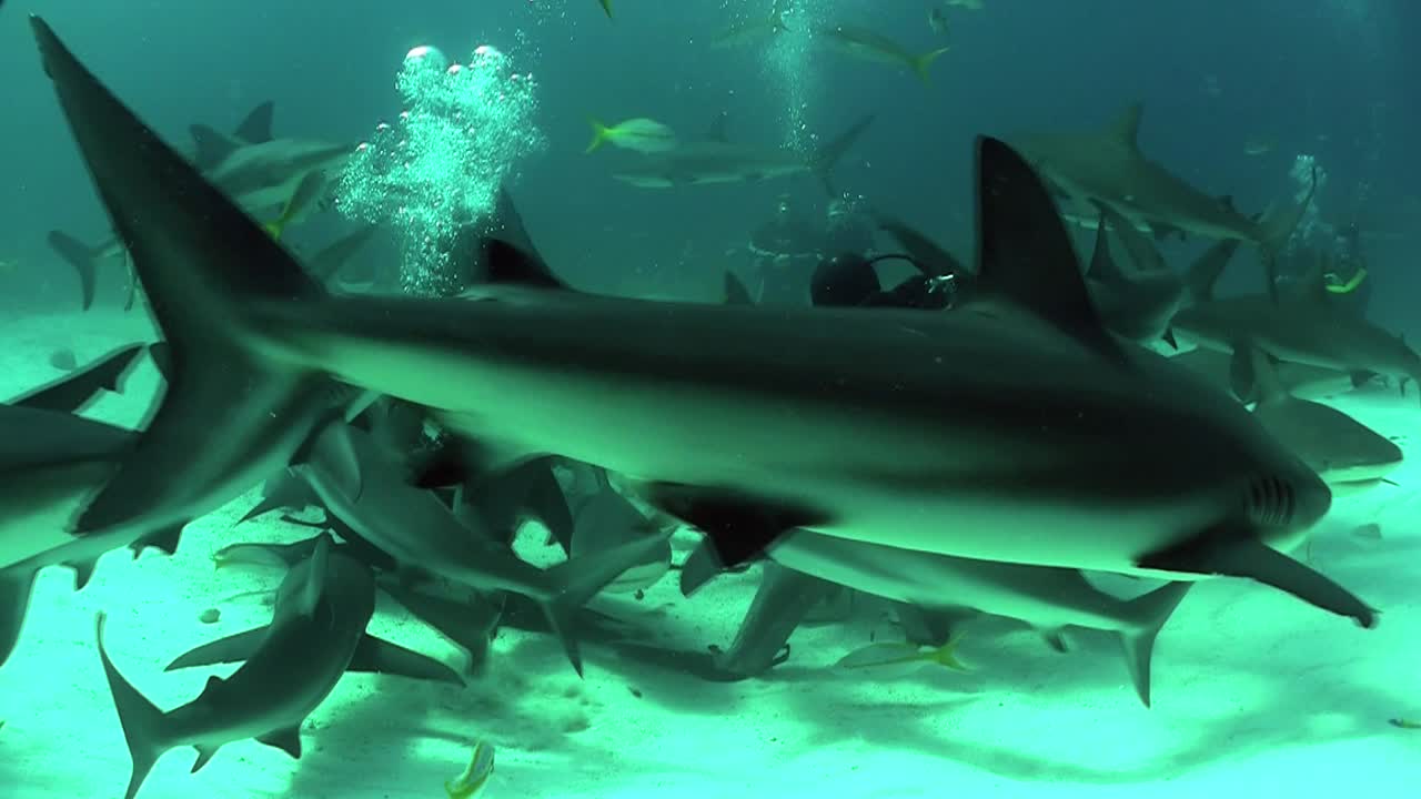 수중 다이버 주위를 헤엄치는 많은 상어의 좋은 장면