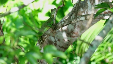 Zooming-out-of-a-Chinese-Water-Dragon-Physignathus-cocincinus-sitting-on-a-tiny-branch-of-a-tree-in-the-forest-of-a-national-park-in-Thailand