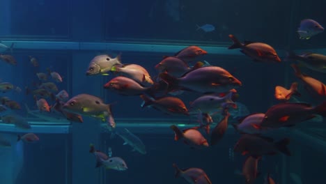 grandes peces marinos nadan en el tanque marino del acuario kaiyukan, osaka, japón