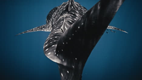 tilt up across tail fin spots swimming of whale shark in slow motion