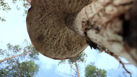 Vista-De-Abajo-Hacia-Arriba.-Un-Hongo-Noble-Y-Real.-Boletus-De-Setas-Blancas.