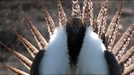 male sage brush grouse perform mating dances for females