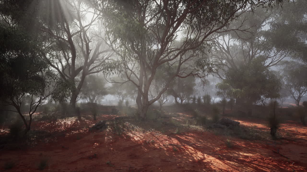 Tåget eukalyptusskov i den australske outback