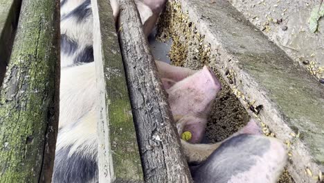 Vertical-Shot-Of-Pigs-Eating-Inside-Animal-Shed---close-up