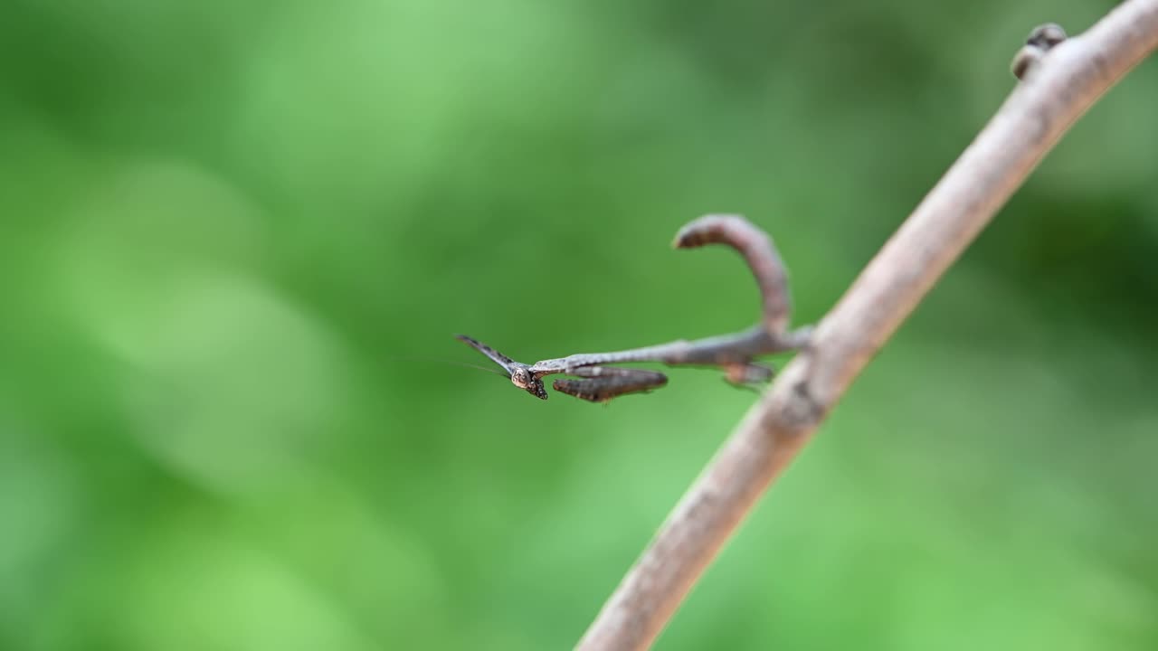 앞다리와 꼬리를 흔들면서 아래를 향한 나뭇가지에 보이는 사마귀, phyllothelys sp