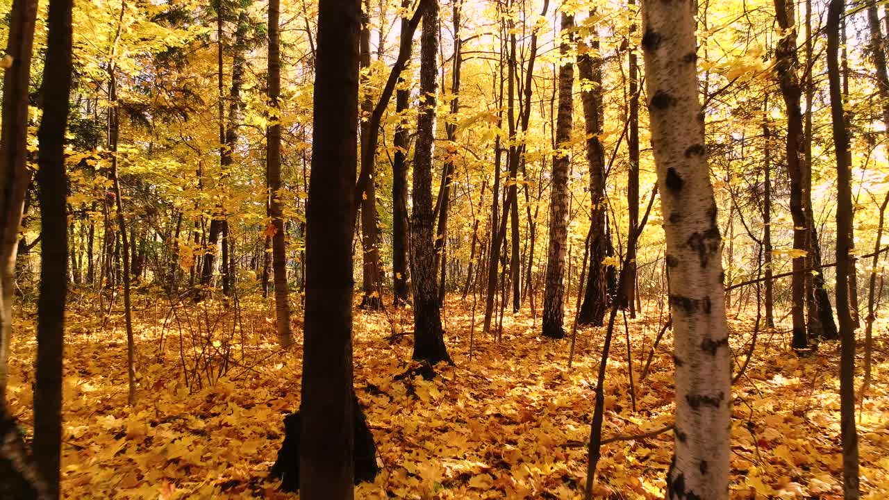 madera de bosque de otoño colorida