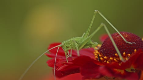 a green grasshopper resting on a red flower against green background