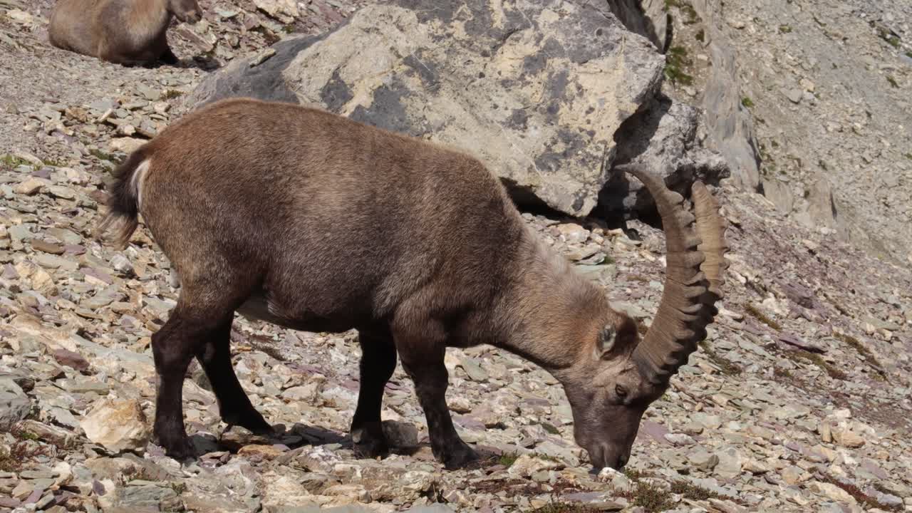 una foto de cerca de un ibex con su rebaño en las laderas de las montañas rocosas