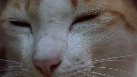 orange and white cat dozing off peacefully