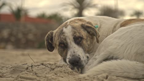 Dog-laying-down-resting,-walking,-running,-barking-4K-UHD