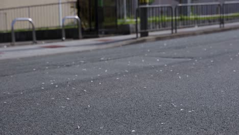 pétalos de sakura que soplan sobre la carretera en la primavera japonesa
