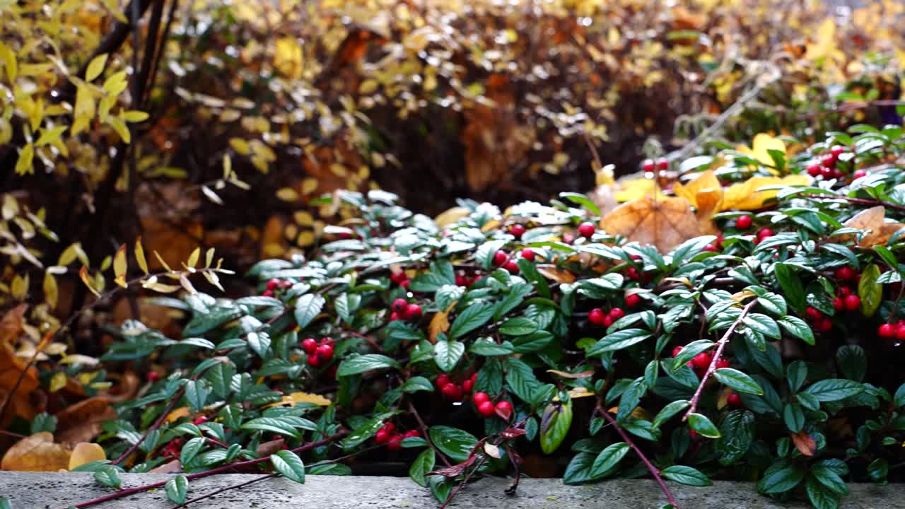 Cotoneaster de folha de salgueiro, arbusto perene com folhas de outono amarelas ao fundo