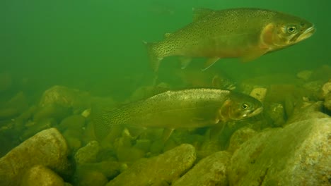 Cutthroat-Trout-in-a-Stream