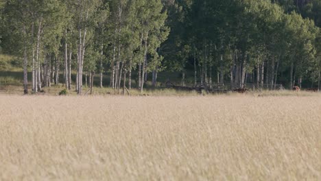 birds fly through frame over prairie grass at sunset outside aspen forest