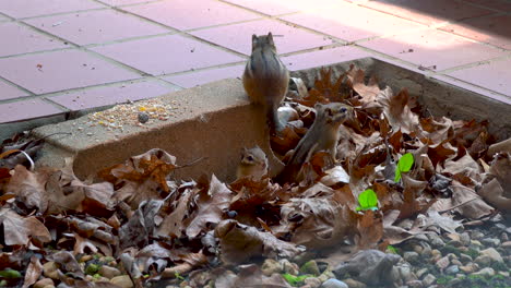 chipmunk family play with each other outside and emerge from burrow