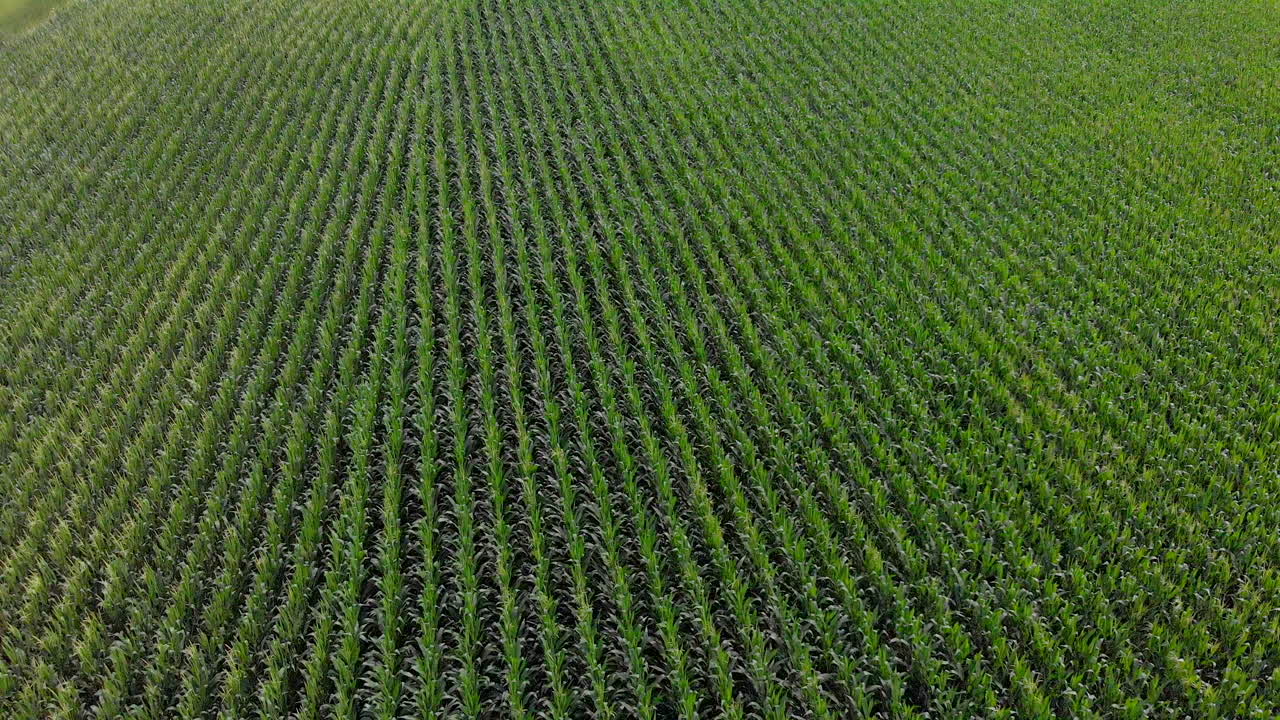 4k exterior day aerial shot of crops and farmland