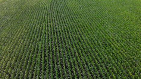 4k exterior day aerial shot of crops and farmland