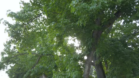 landscape view upto the sky see many trees while walking in the park with beautiful clear blue sky in summer day in canada with sunshine behide the trees