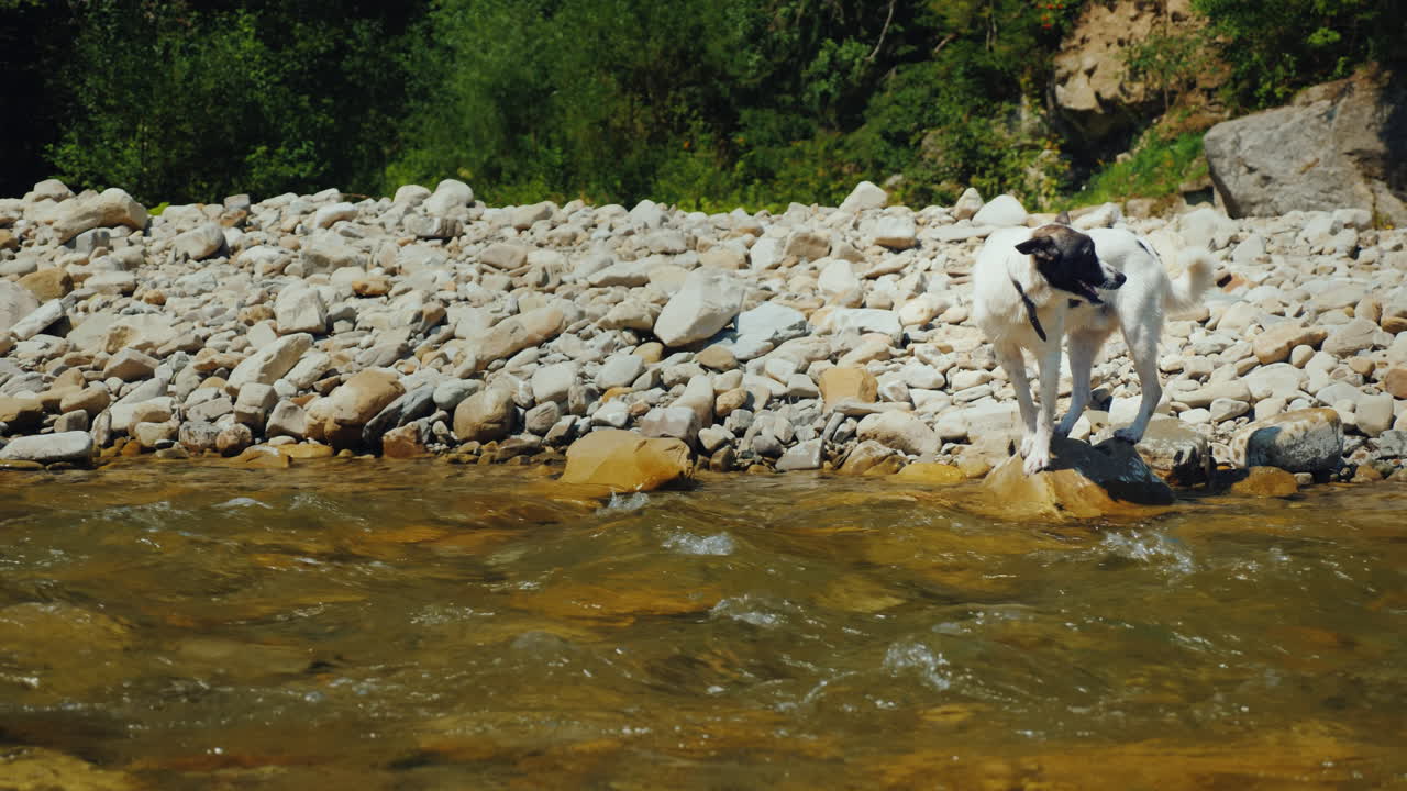 el perro intenta superar el áspero río de montaña el miedo le impide hacer esto
